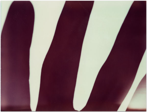 maria bonn pro polaroid